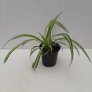 3" spider plant