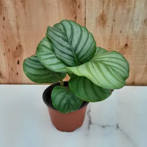 4" calathea orbifolia