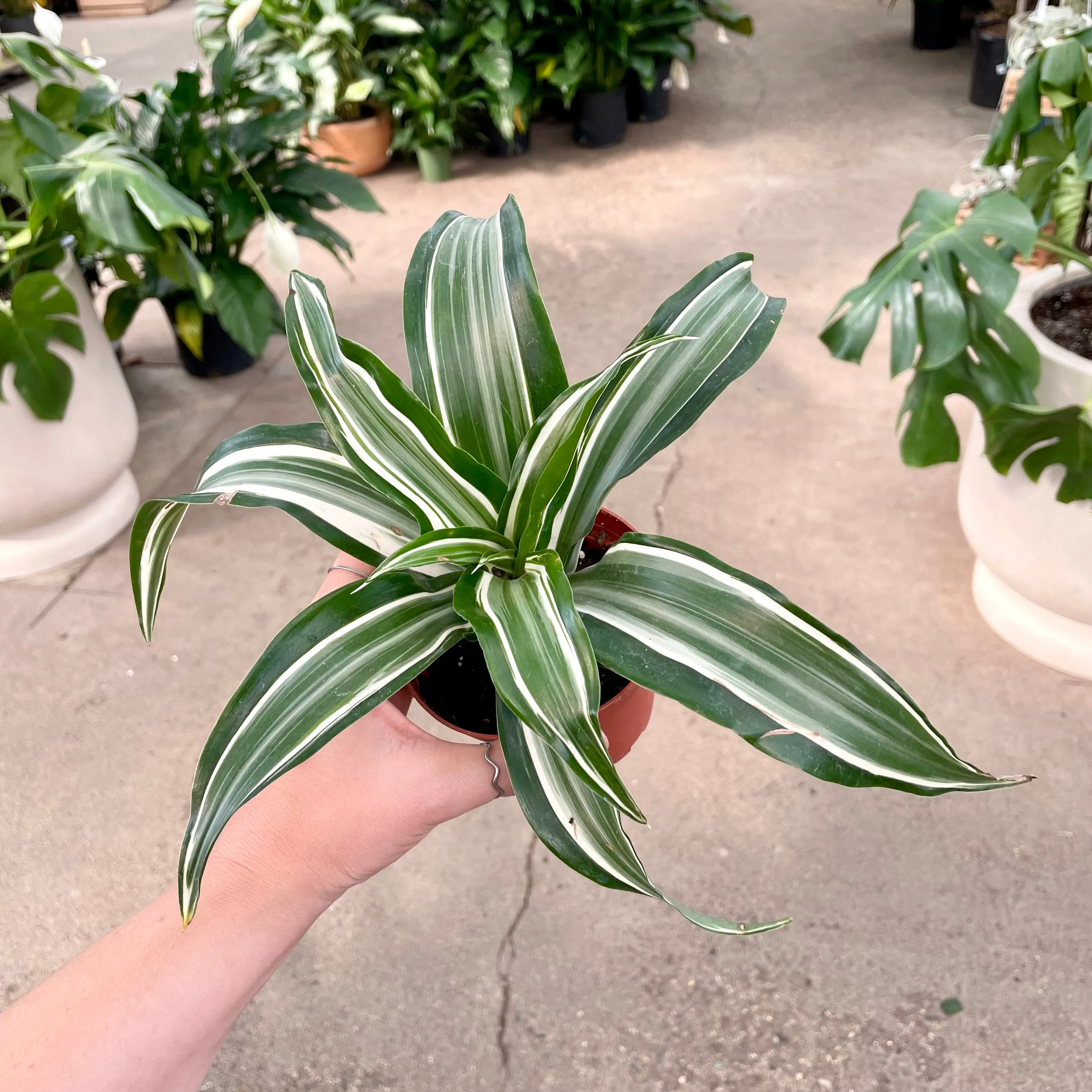 4" dracaena warneckii