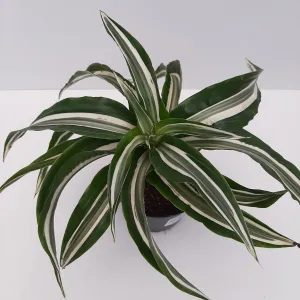 4" dracaena warneckii