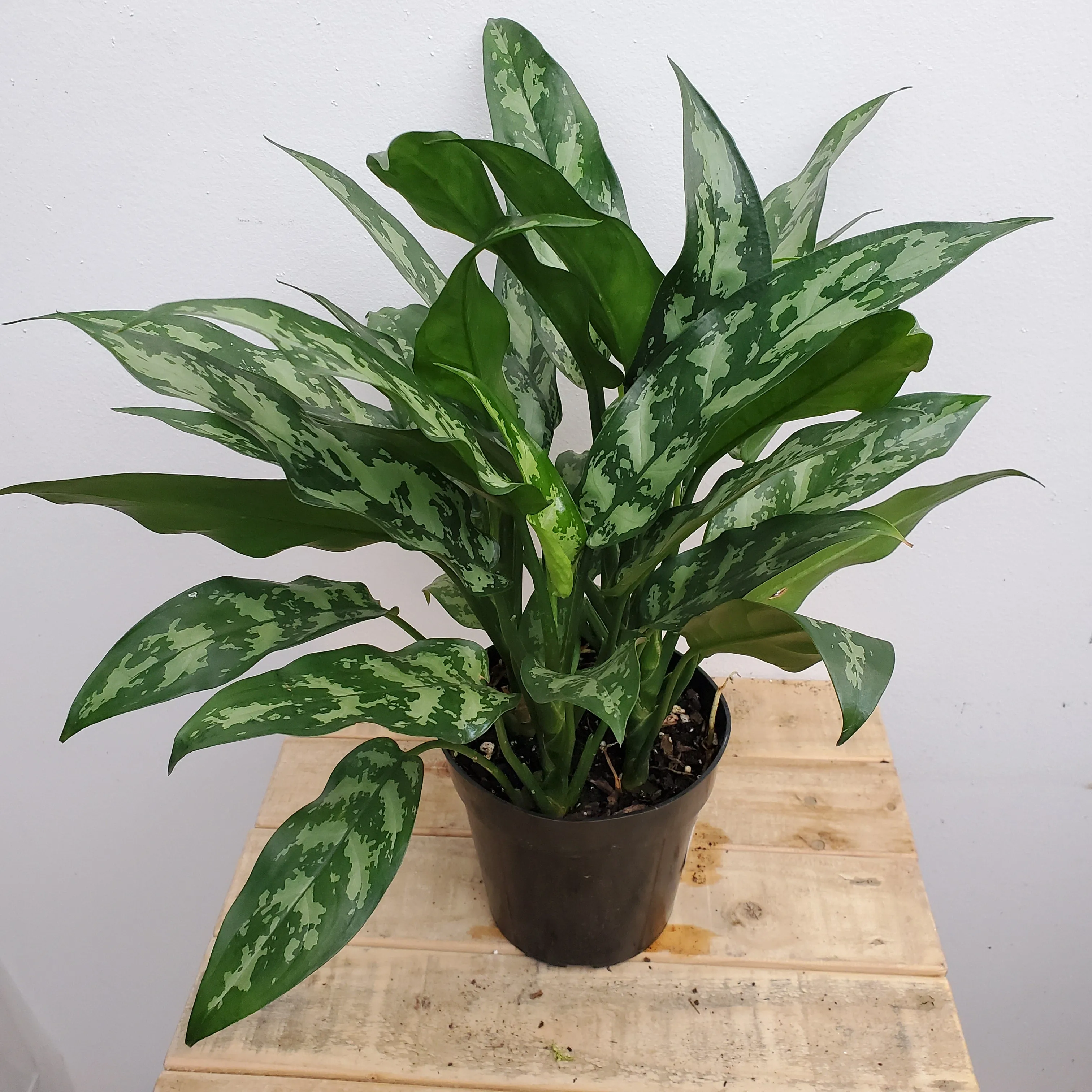 6" aglaonema emerald beauty