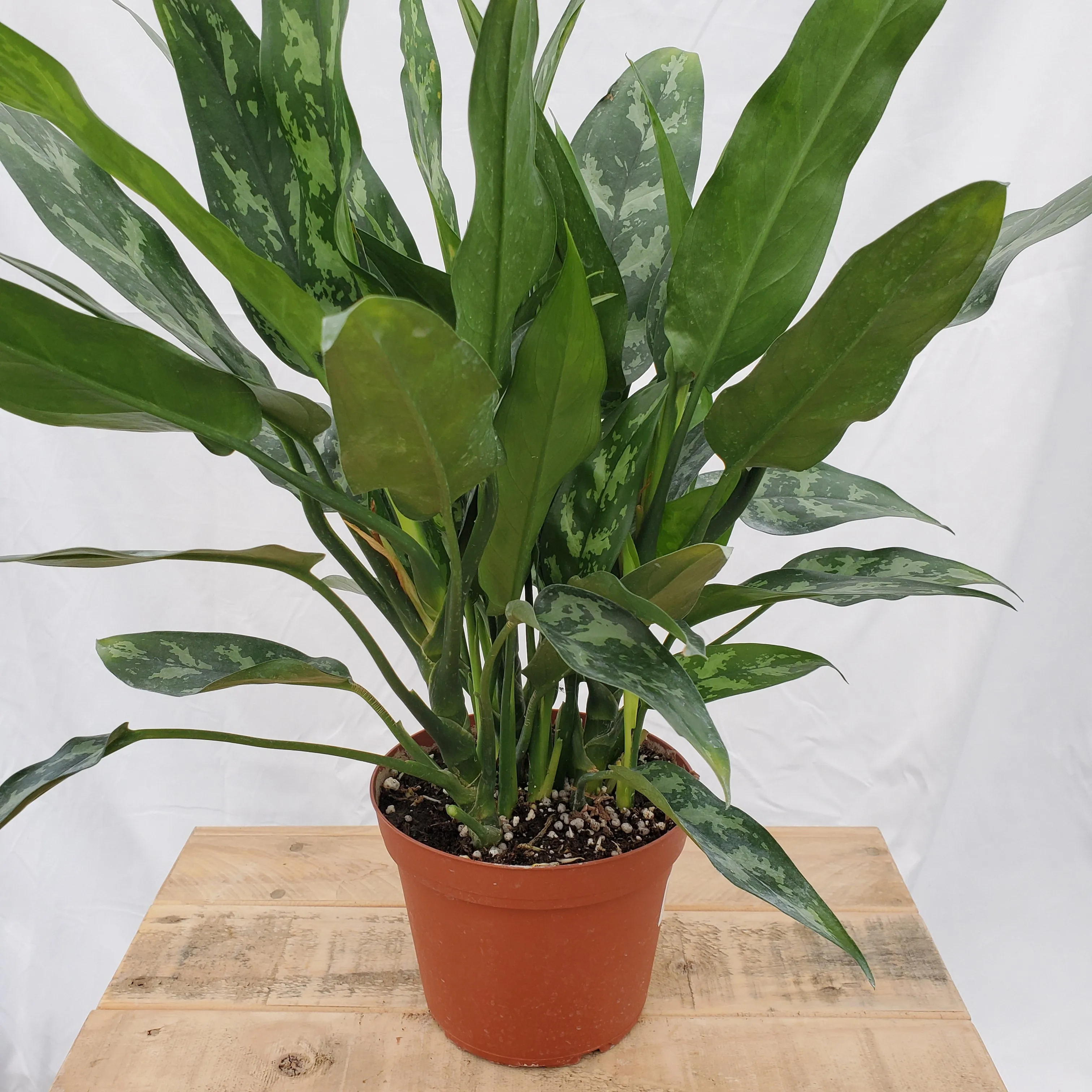 6" aglaonema maria emerald beauty