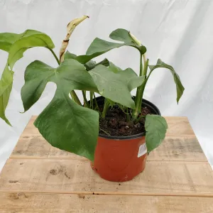 6" monstera minimia