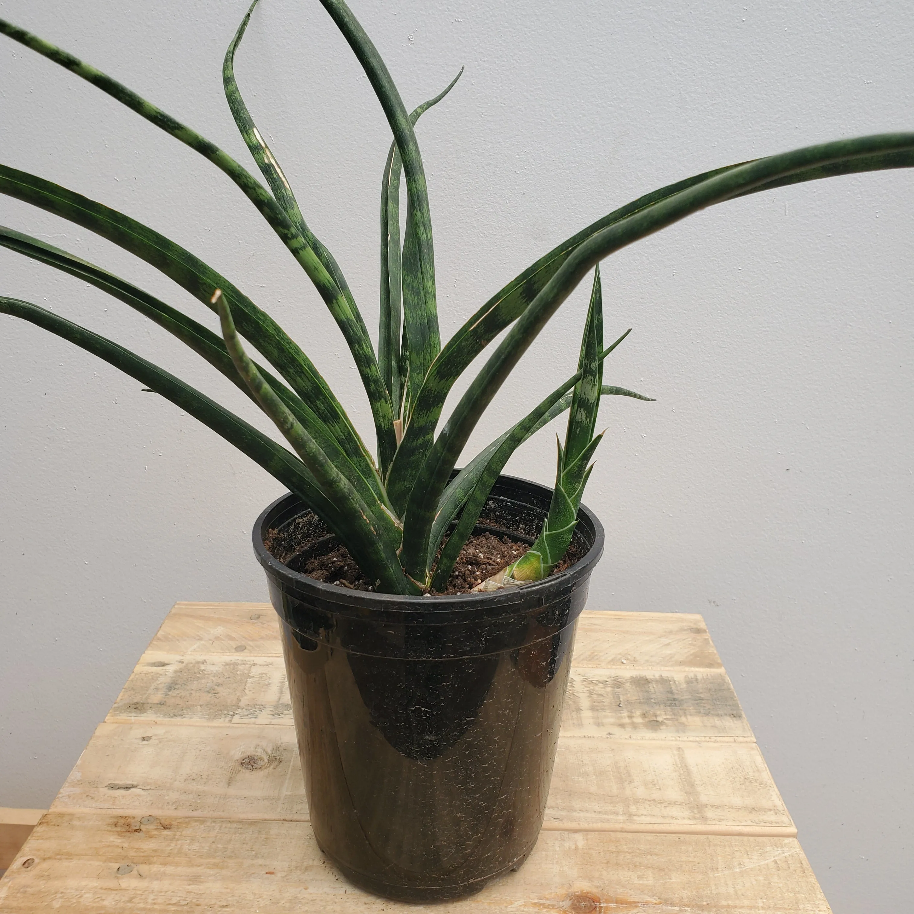 6" sanseveria fernwood