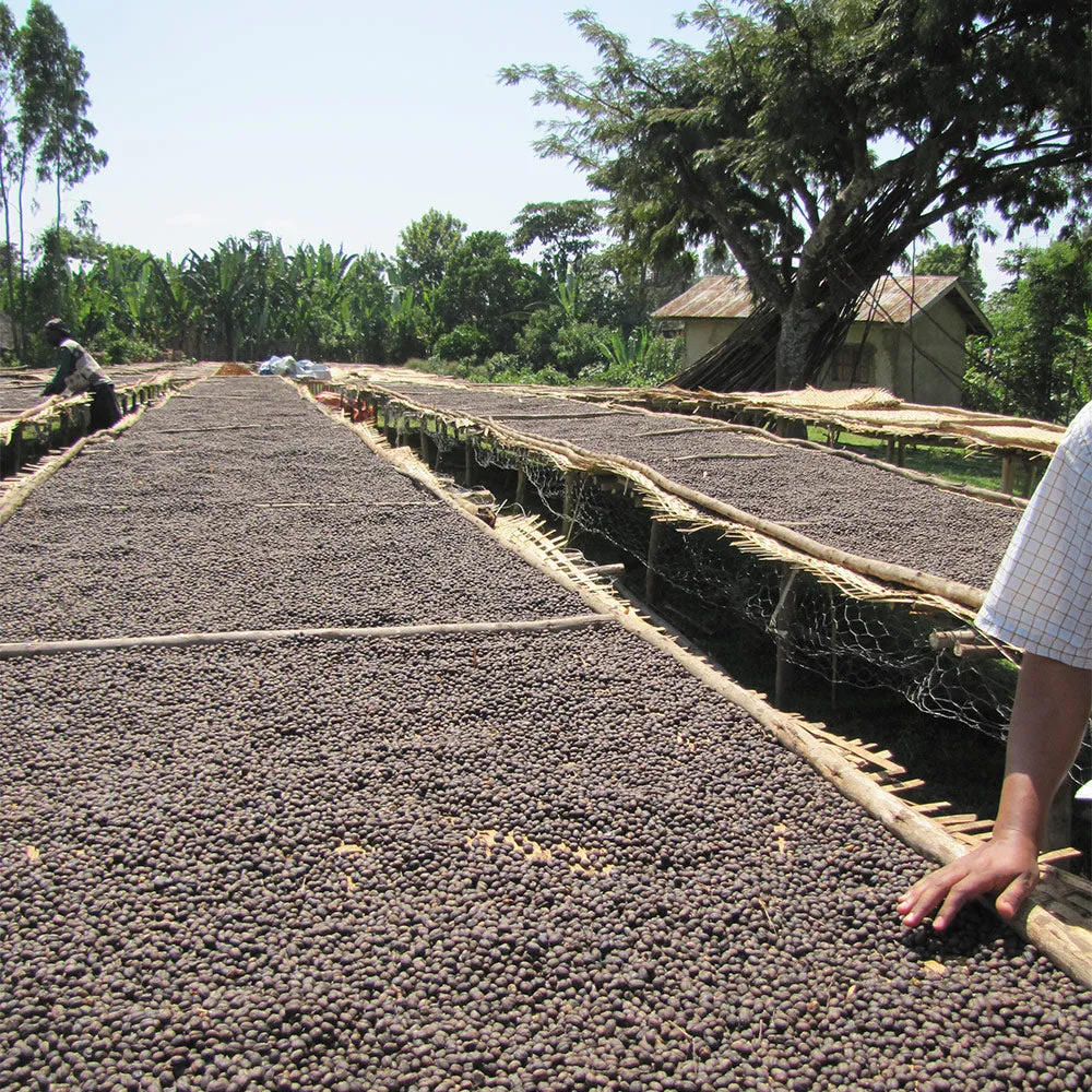 Organic Ethiopian Coffee, 5lb whole bean