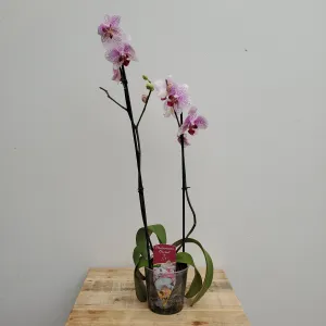 phalaenopsis orchid 5"